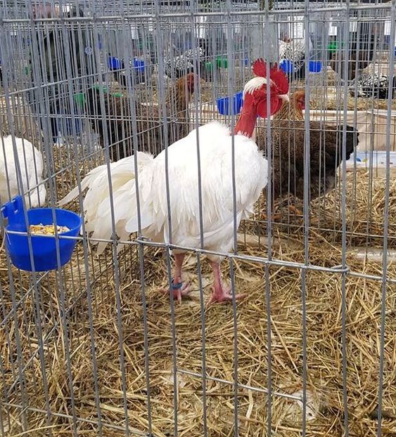 49900337_1177324702445537_8207899054907064320_n (2) - u EXPO PASARI PORUMBEI SI ANIMALUTE DE CASA Plesuva Comarnic Ian 2019