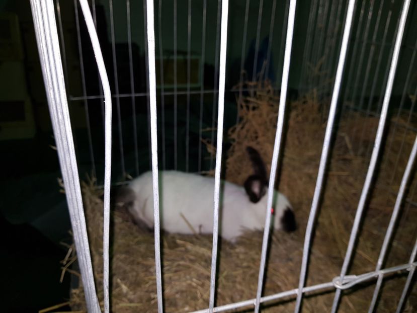  - u EXPO PASARI PORUMBEI SI ANIMALUTE DE CASA Plesuva Comarnic Ian 2019