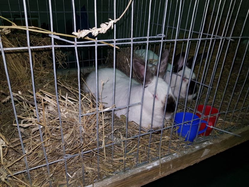  - u EXPO PASARI PORUMBEI SI ANIMALUTE DE CASA Plesuva Comarnic Ian 2019