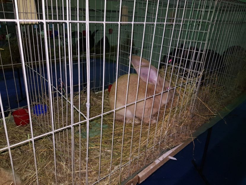  - u EXPO PASARI PORUMBEI SI ANIMALUTE DE CASA Plesuva Comarnic Ian 2019