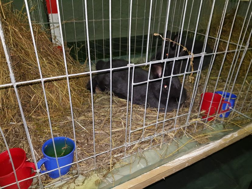  - u EXPO PASARI PORUMBEI SI ANIMALUTE DE CASA Plesuva Comarnic Ian 2019
