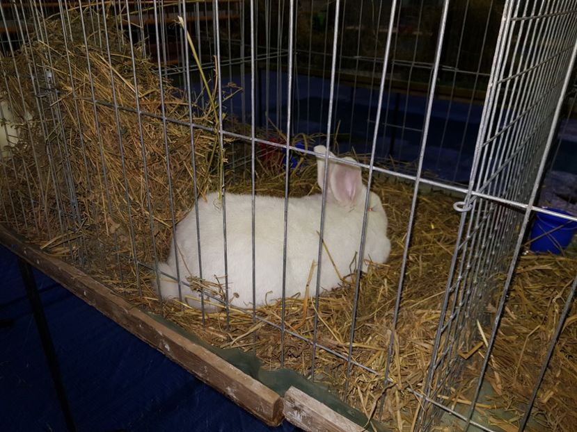  - u EXPO PASARI PORUMBEI SI ANIMALUTE DE CASA Plesuva Comarnic Ian 2019