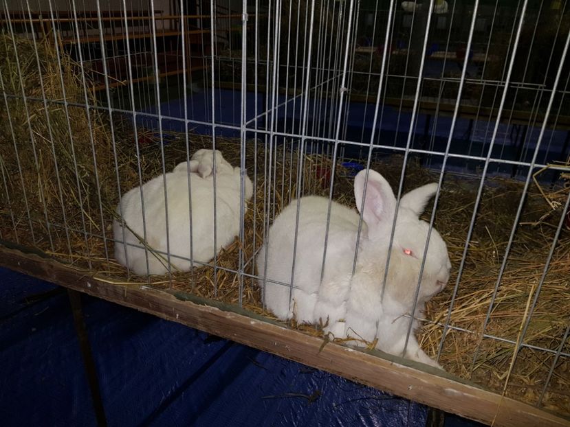  - u EXPO PASARI PORUMBEI SI ANIMALUTE DE CASA Plesuva Comarnic Ian 2019