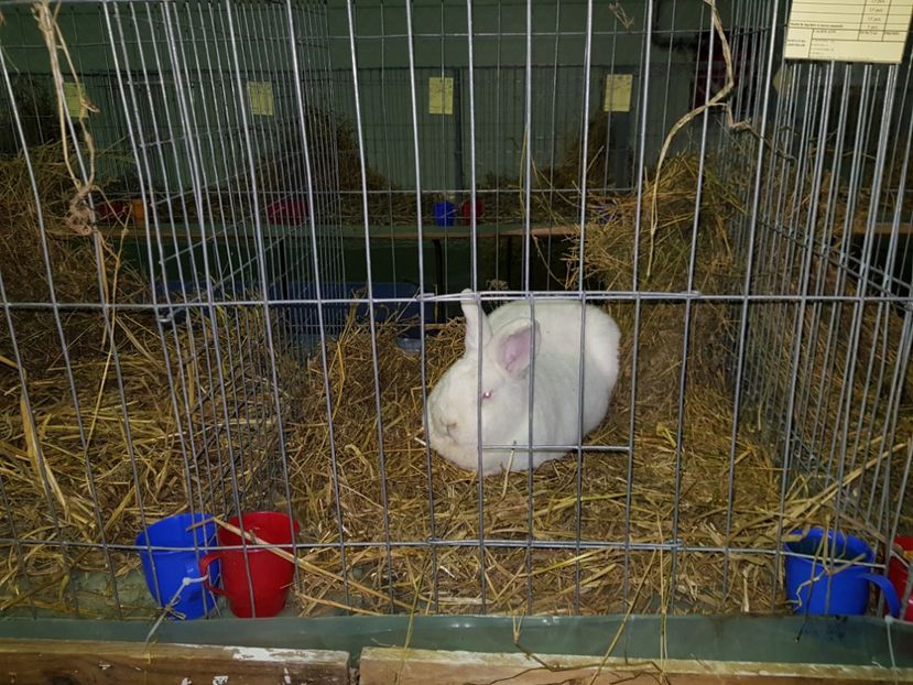  - u EXPO PASARI PORUMBEI SI ANIMALUTE DE CASA Plesuva Comarnic Ian 2019