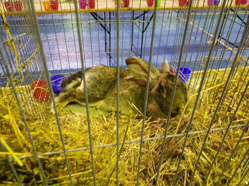  - u EXPO PASARI PORUMBEI SI ANIMALUTE DE CASA Plesuva Comarnic Ian 2019