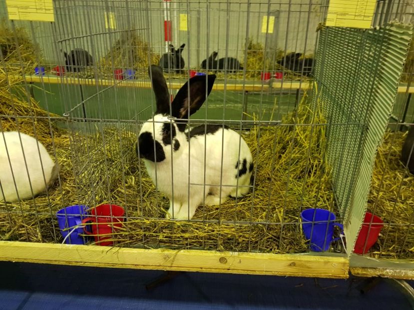  - u EXPO PASARI PORUMBEI SI ANIMALUTE DE CASA Plesuva Comarnic Ian 2019