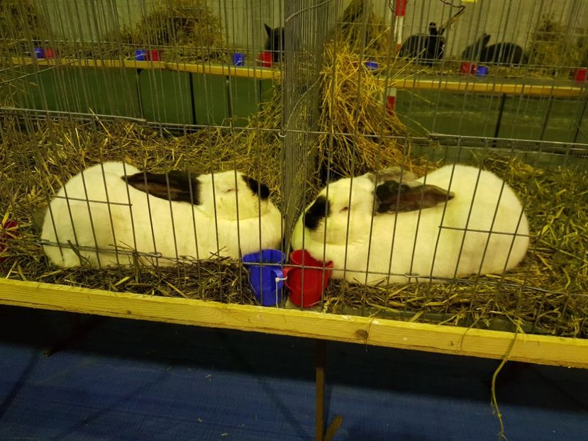  - u EXPO PASARI PORUMBEI SI ANIMALUTE DE CASA Plesuva Comarnic Ian 2019