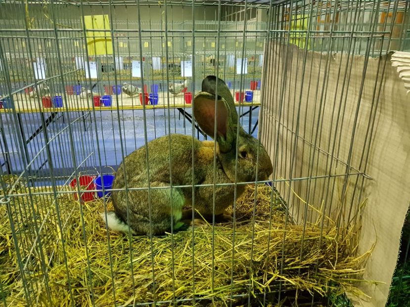  - u EXPO PASARI PORUMBEI SI ANIMALUTE DE CASA Plesuva Comarnic Ian 2019