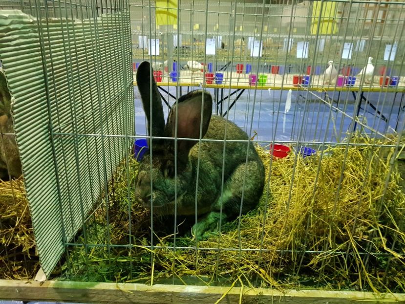  - u EXPO PASARI PORUMBEI SI ANIMALUTE DE CASA Plesuva Comarnic Ian 2019