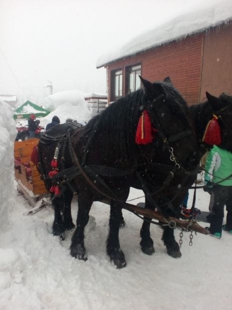  - 8-ARIEȘENI 2019