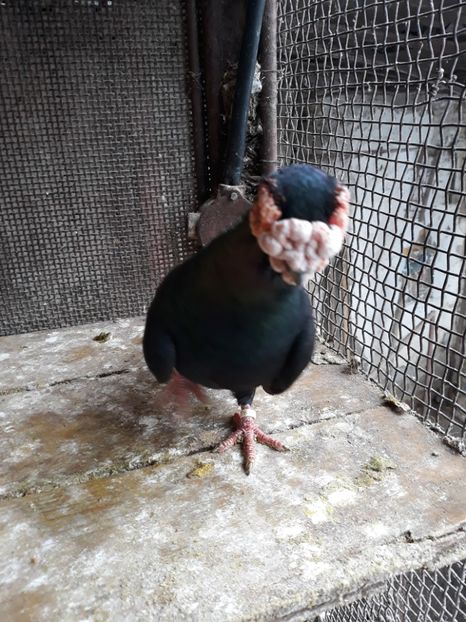 M15 - Indian german 2019