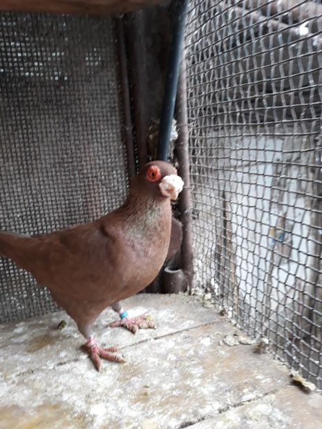 M18 - Indian german 2019