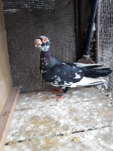 M18 - Indian german 2019