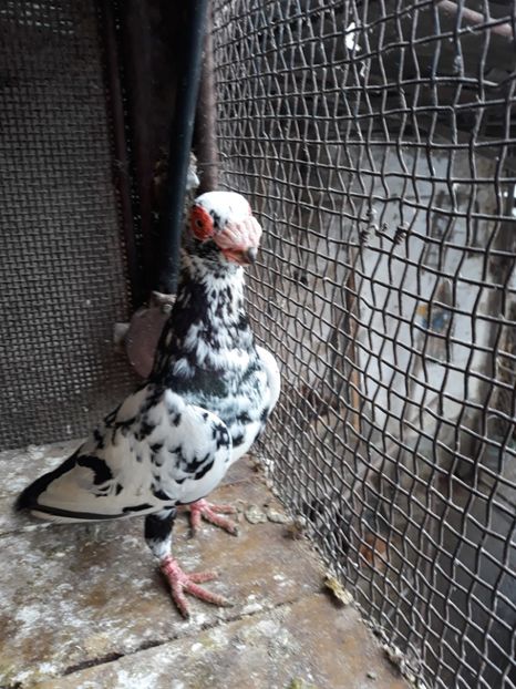 M18 - Indian german 2019