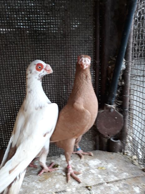 F 18 M18 - Indian german 2019