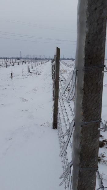  - Livada 1 anul ll 2019