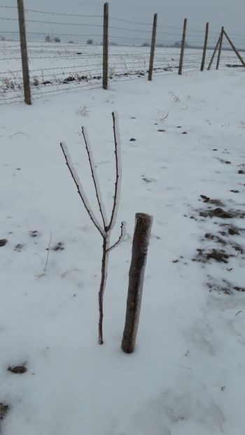  - Livada 1 anul ll 2019