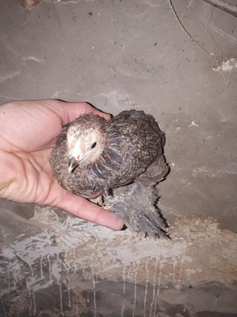 puicuta brahma potarnichiu scoasa la sfarsit de decembrie - 001 Contact