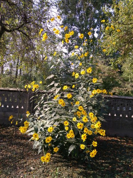 Topinambur - Plante de gradina