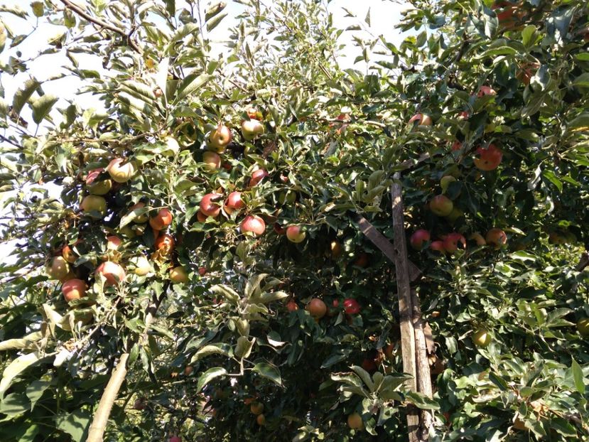 Frumusetea Romei - Meri