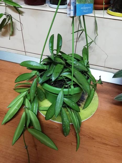  - 0- 2019 - Hoya Waiettii