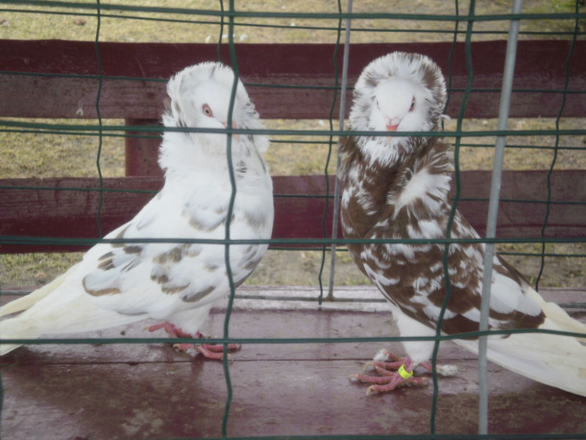 Pereche - De Vanzare