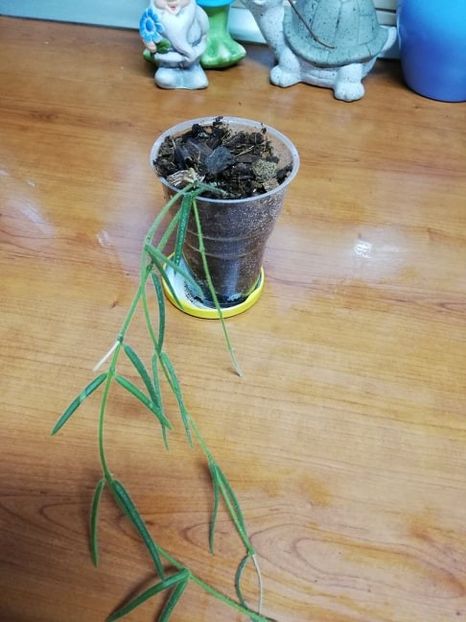  - 0- 2019 -Hoya linearis