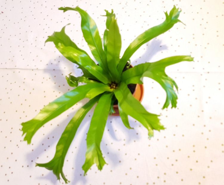  - Alte plante de interior