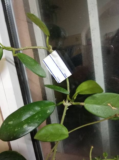  - 0-2019 - Hoya diversifolia crassipes