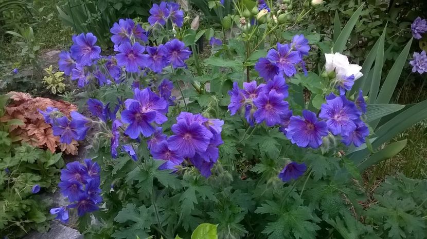  - Geranium si alte perene