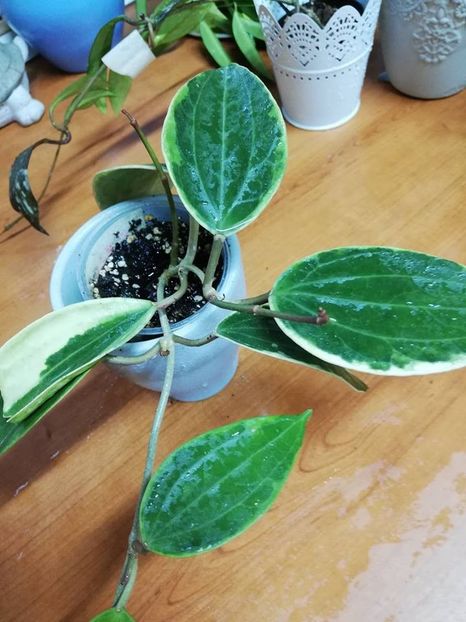  - 0-2019 - Hoya macrophilla variegata