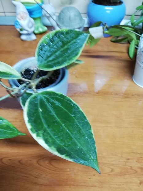  - 0-2019 - Hoya macrophilla variegata