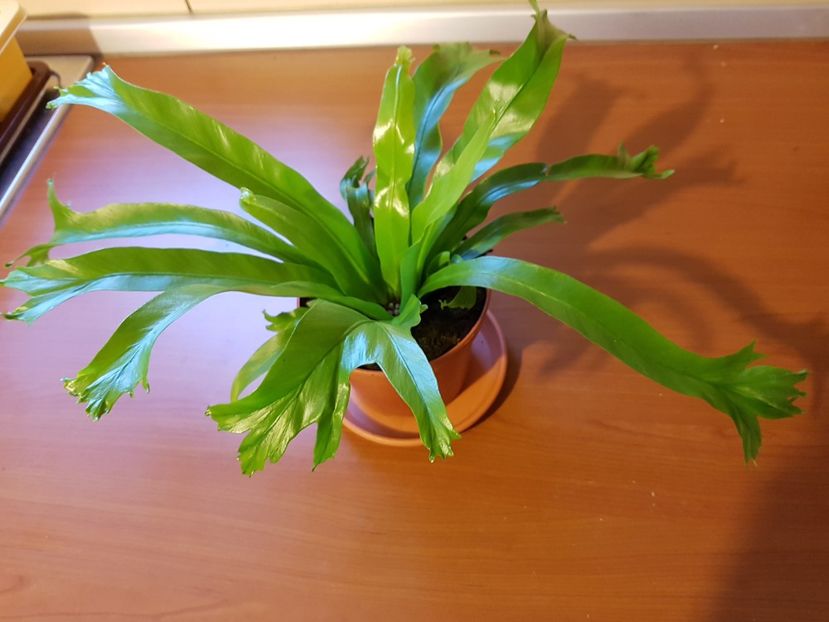  - Alte plante de interior