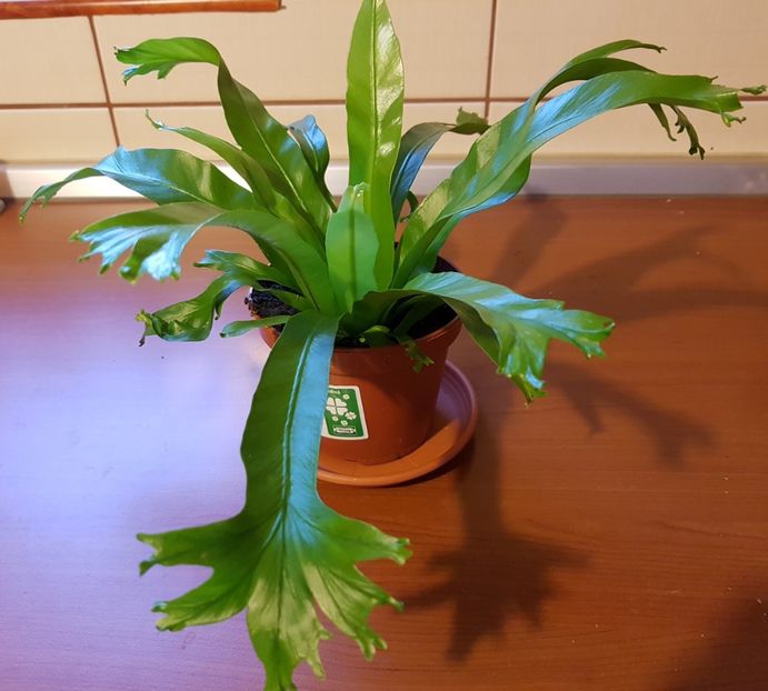  - Alte plante de interior