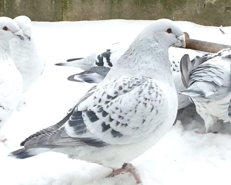 PL/16-AG864 - b- SAMCE -Males