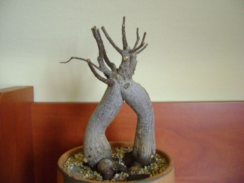 Ficus microcarpa cv. Ginseng - Caudiciforme si bulbi 2019