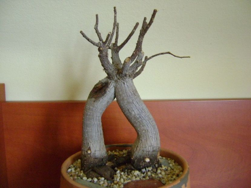 Ficus microcarpa cv. Ginseng - Caudiciforme si bulbi 2019