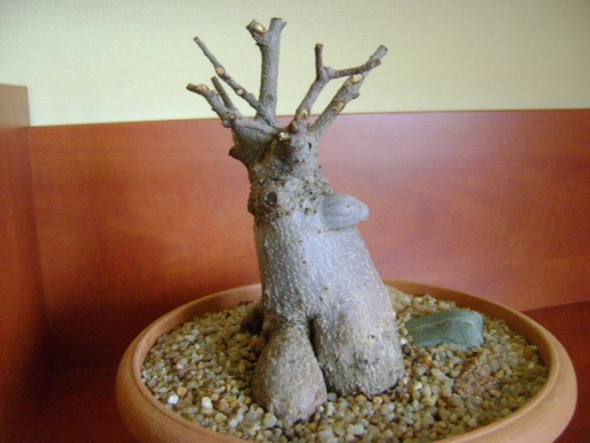 Ficus microcarpa cv. Ginseng - Caudiciforme si bulbi 2019
