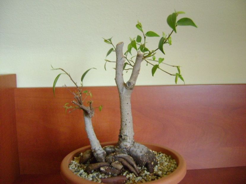 Ficus benjamina (weeping fig) - Caudiciforme si bulbi 2019