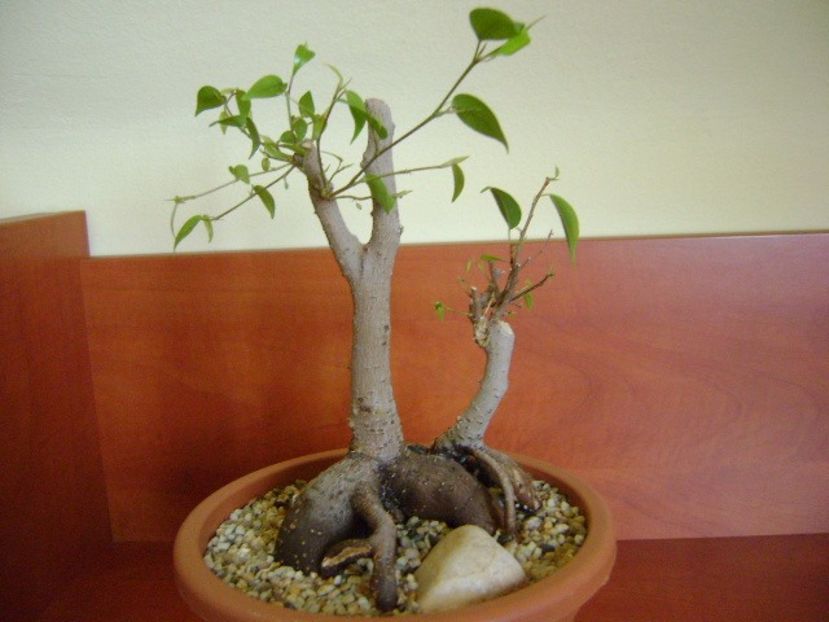 Ficus benjamina (weeping fig) - Caudiciforme si bulbi 2019