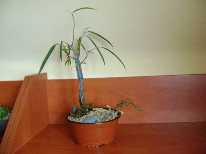 Ficus maclellandii cv. Alii - Caudiciforme si bulbi 2019