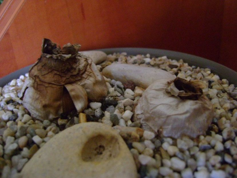 Rauhia peruviana in repaus - Caudiciforme si bulbi 2019