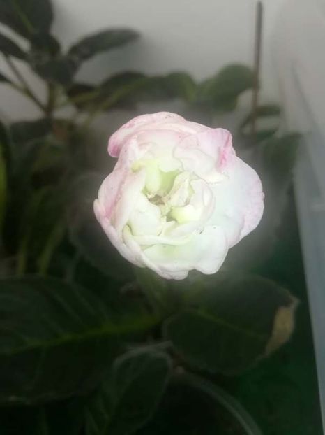 19-6 - gloxinii si minisiningii 2019