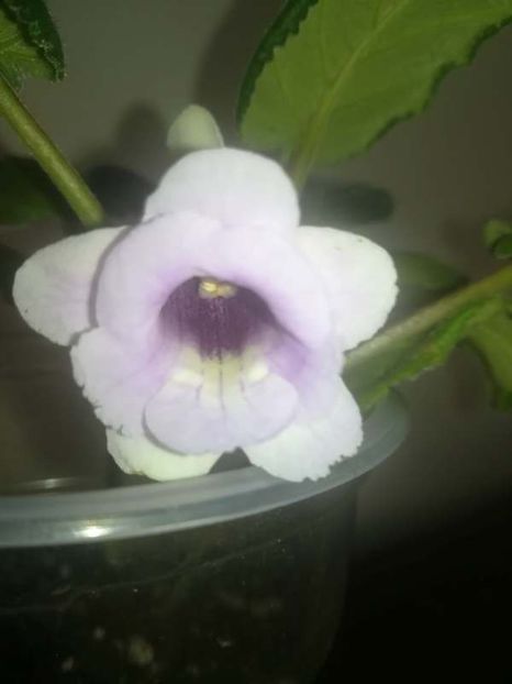 19-7 - gloxinii si minisiningii 2019