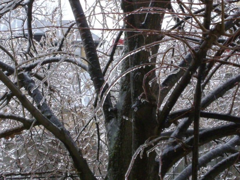 Freezing rain - v Iarna 2019-2020