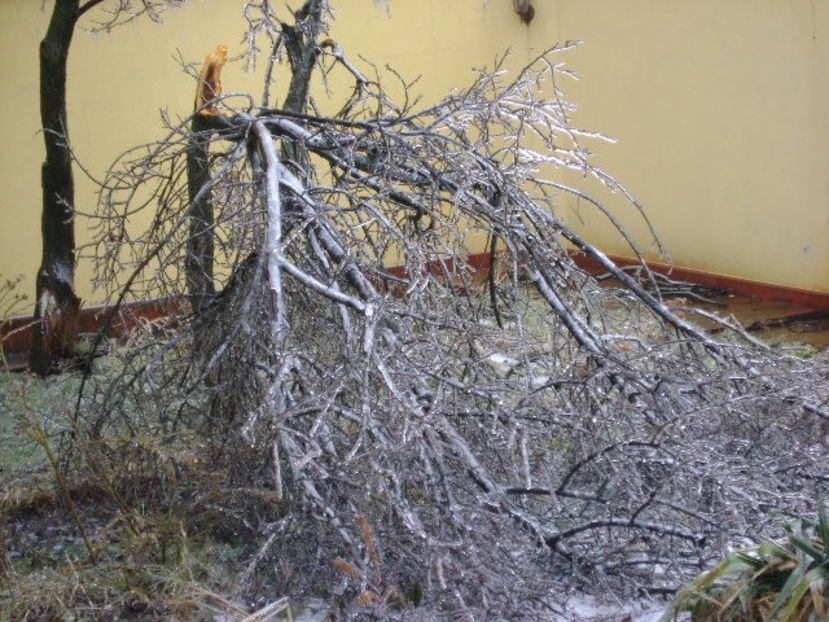 Freezing rain - v Iarna 2019-2020