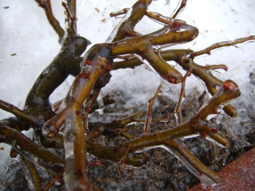 Freezing rain - v Iarna 2019-2020