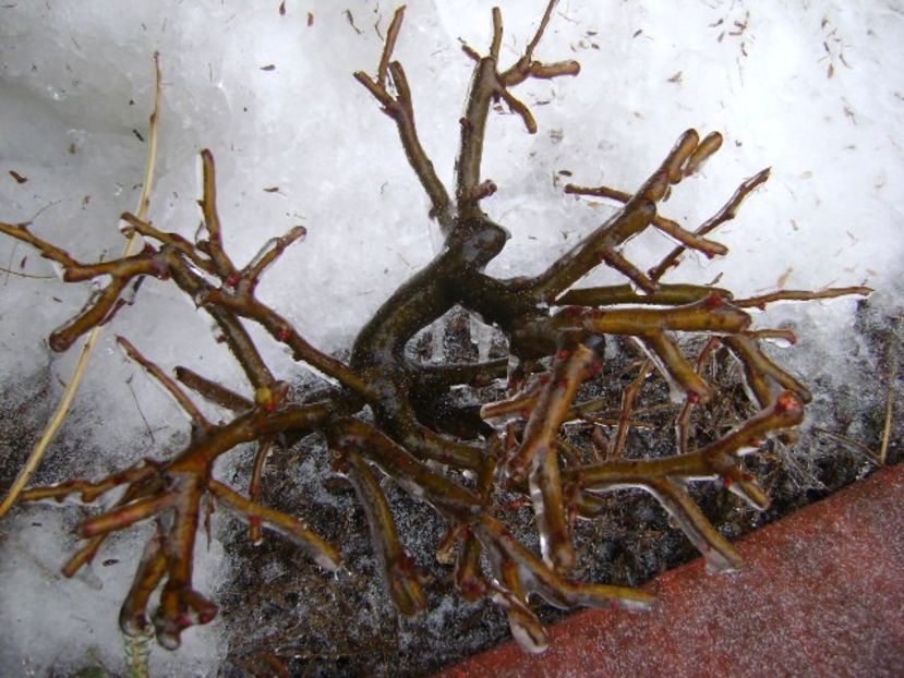 Freezing rain - v Iarna 2019-2020