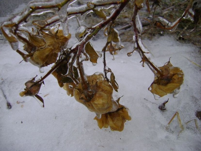 Freezing rain - v Iarna 2019-2020