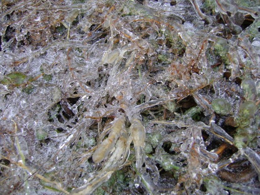 Freezing rain - v Iarna 2019-2020